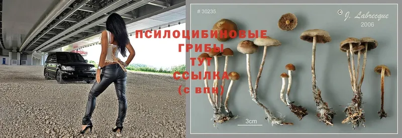 Галлюциногенные грибы Psilocybine cubensis  Губкин 